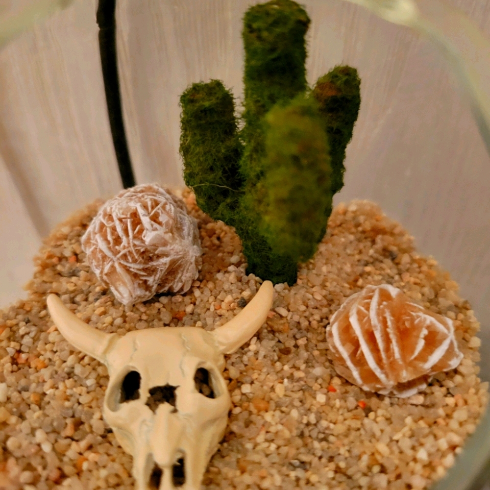 Mini Desert Rose terrarium